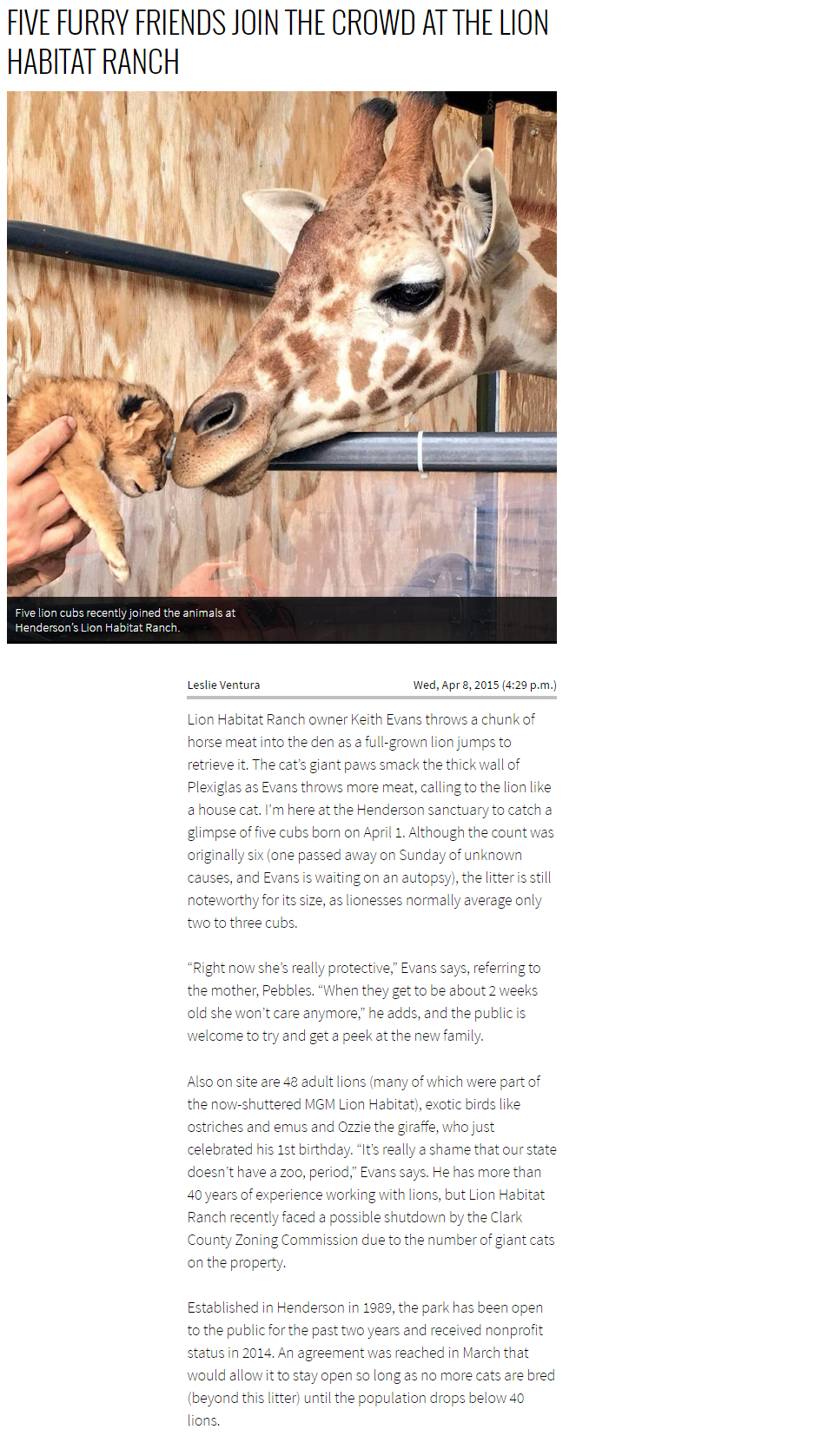 Five furry friends join the crowd at the Lion Habitat Ranch - Las Vegas Weekly.clipular (1)