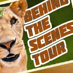 Behind the Scenes Tour